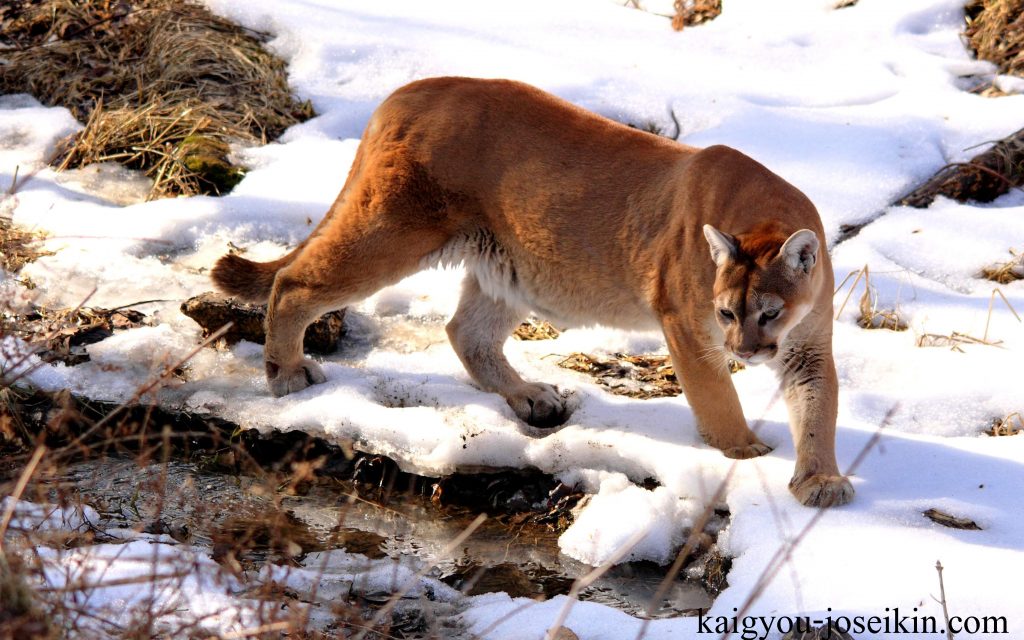 COUGAR เสือภูเขาคูการ์เป็นเสือประเภทหนึ่งที่ตัวใหญ่และเรียวมีขนสั้นหยาบ มีตั้งแต่สีเหลืองจนถึงน้ำตาลอมเทา ยกเว้นส่วนท้องซึ่งมีสีซีดกว่า